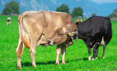 Cows on farmland. Milk farm. Cows on green grass in summer. A herd of cows grazing on green pastures in Swiss Alps. Farming and livestock. Grazing cow. Hereford cow at spring green field.