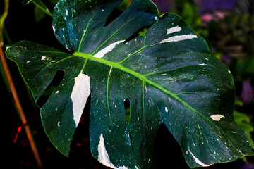 Beautiful patterned leaves in a natural garden