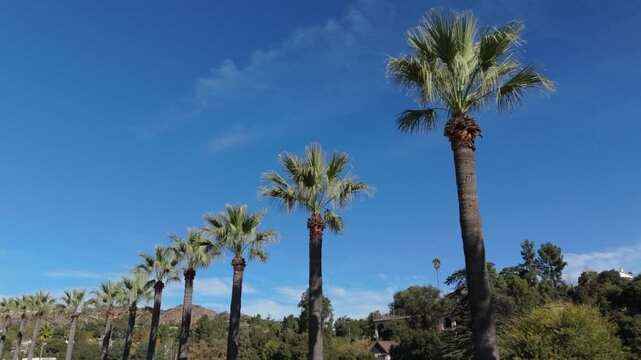 another tracking low angle view of row of palm trees against the sky