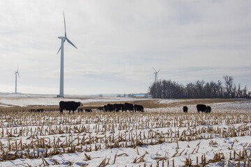 cows grazing on corn stalks