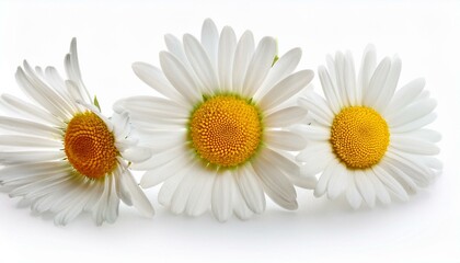 Fototapeta premium Daisy flower on isolated white background