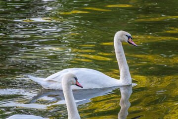 A graceful white swan swimming on a lake with dark water. The white swan is reflected in the water