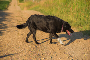 black dog walking on gravel road