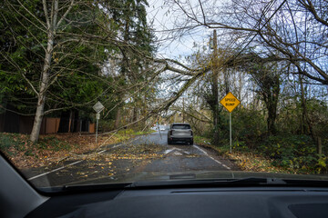 Travel hazards after the storm, tree blown over in windstorm landed on power lines and road
