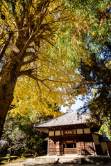 鎌倉2411　浄智寺30　黄葉