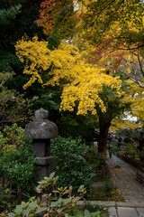 鎌倉2411　安国論寺34　黄葉