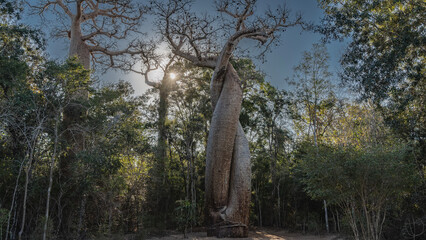 Amazing baobabs in love. Two trees wrapped the trunks around each other, hugging. The sun shines...