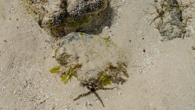 Boulders on the seabed and green algae are visible through the crystal clear ocean water. A starfish with long thin legs on the sand. View from above. Madagascar.
