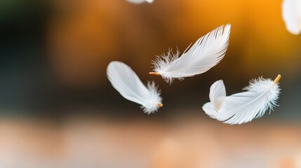 Naklejka premium Delicate white feathers floating gracefully against a warm, blurred background, creating a serene and ethereal atmosphere.