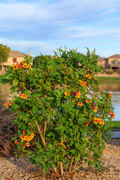 Blooming sparky orange-red Tecoma at Dos Lagos northern lake in Arizona in late Autumn