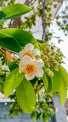 Close up of Schima wallichii flower, also known as needlewood or the cleyera tree. 