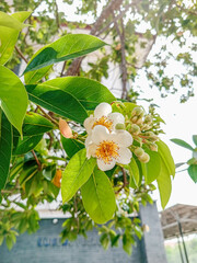 Close up of Schima wallichii flower, also known as needlewood or the cleyera tree. 