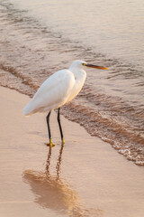 Great egret (Ardea alba), a medium-sized white heron fishing on the sea beach