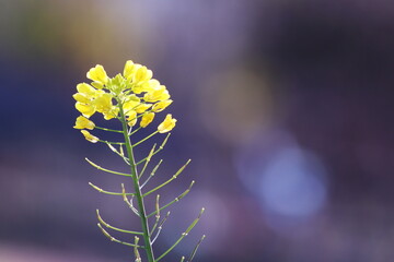 春の訪れを告げる菜の花