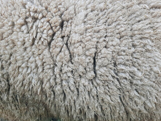 Animal background view. Close up to natural sheep's fluffy wool.