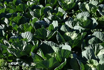 Cabbage cultivation. Vegetable farming background material.