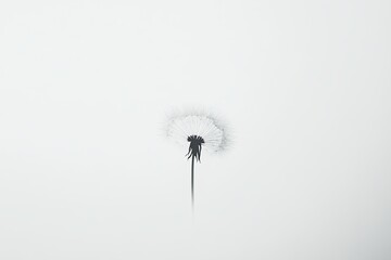 Minimalistic a soft dandelion seed on a solid white background