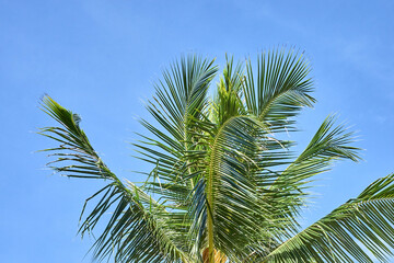 Lush green tropical palm tree against clear blue sky on a bright sunny day showcasing natural beauty and serenity in a vibrant outdoor setting.