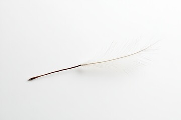 Minimalistic a soft dandelion seed on a solid white background.