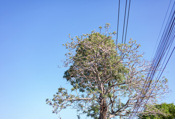 Trees growing near power lines against blue sky background