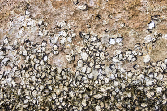Textured oyster shell wall along weathered coastal rocks with organic patterns and natural colors.