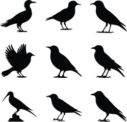 Bird's black silhouettes set. bird silhouettes. isolated on white background.