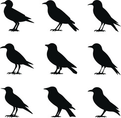 Bird's black silhouettes set. bird silhouettes. isolated on white background.