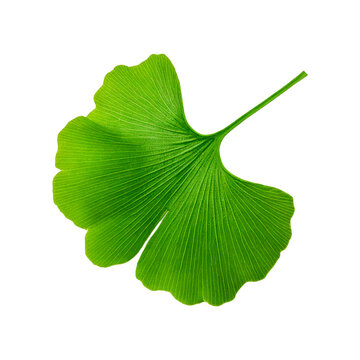 Fresh ginkgo biloba green leaf top view