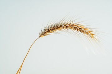 Obraz premium An ear of wheat isolated on a white background