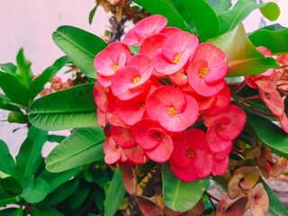 Mahkota Duri or Kaktus Pakis Giwang, Euphorbia Mill