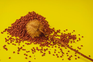 Annatto tree bixa orellana seeds 