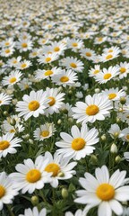 Fototapeta premium Field of bright white flowers with large yellow centers, blooming flowers, springtime landscape, flower field