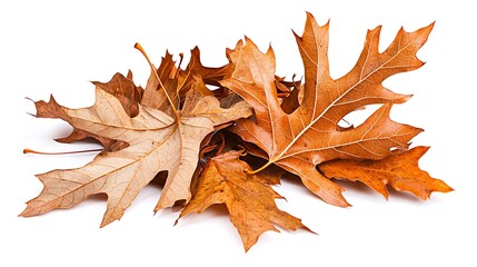 Fototapeta premium Autumn Leaves Pile Dried Fall Foliage Thanksgiving Nature Background