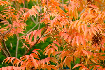 紅葉したハゼノキ