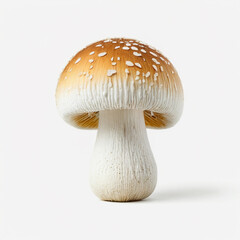 A single brown topped mushroom stands on white background.