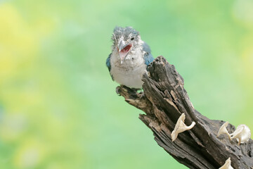 A young collared kingfisher resting on a rotten tree trunk. This long and strong beaked bird has the scientific name Todirhamhus chloris.
