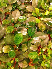 Green vibrant leaves in the garden with water droplets 