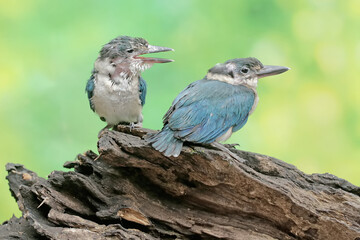 Two young collared kingfishers are hunting small animals on a rotten tree trunk. This long and strong beaked bird has the scientific name Todirhamhus chloris.