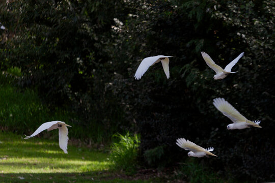 Little corellas (Cacatua sanguinea) in Victoria, Australia