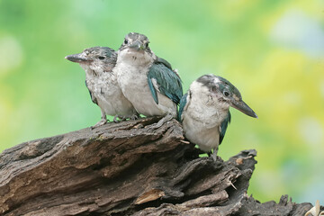 Three young collared kingfishers are hunting small animals on a rotten tree trunk. This long and strong beaked bird has the scientific name Todirhamhus chloris.