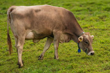 Cows on green grass in summer. A herd of cows grazing on green pastures in Swiss Alps. Farming and livestock. Grazing cow. Hereford cow at summer green field. Cow herd. Cows on farmland. Milk farm.