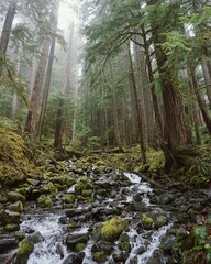 foggy creek in the forest