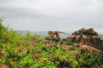 Monkeys on the edge of a mountain cliff in Indonesia