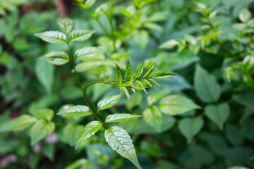 Close-up of Fresh Green Leaves with New Growth