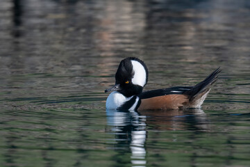 Hooded merganser male in a local pond