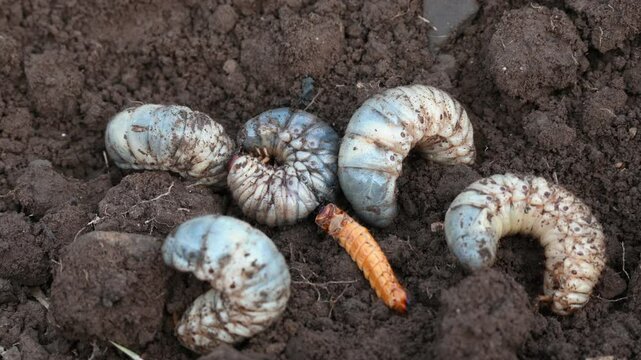 Asiatic rhinoceros larva beetle (coconut beetle) digging soil