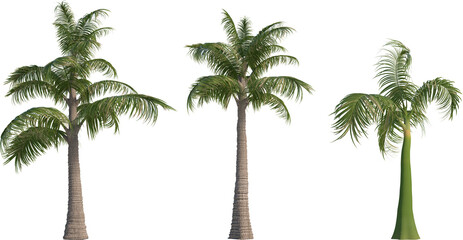 Three tall palm trees standing under bright sunlight with a clear background