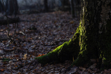 The roots of the tree in the moss. Tree trunk near the root. Autumn photo