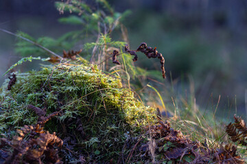An old tree stump covered in moss