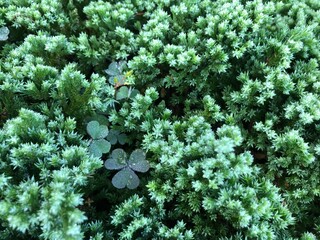 Clover field in the garden